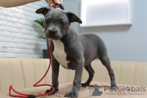 Photo №1. american staffordshire terrier - à vendre en ville de Chisinau | 600€ | Annonce №43376