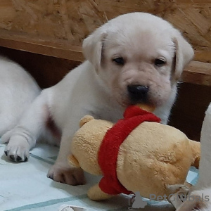 Photo №2 de l'annonce № 54796 de la vente labrador retriever - acheter à La finlande éleveur