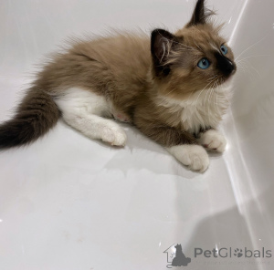 Photo №3. Chatons Ragdoll de race pure à vendre, mâles et femelles disponibles avec des. Pays Bas