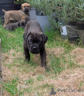 Photo №3. Nuttede Cane Corso hvalpe søger et kærligt hjem for altid. Danemark