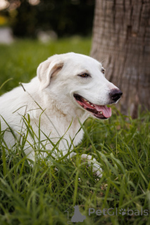 Photo №3. Le merveilleux chien Belyash cherche une famille.. Fédération de Russie