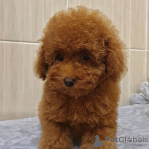 Photo №3. Chiots caniche toy abricot rouge 2 garçon et 3 fille disponibles. La Grande-Bretagne