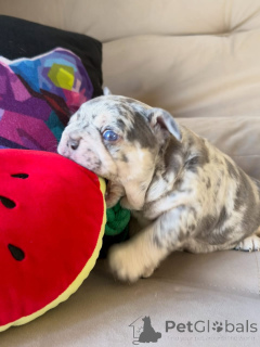 Photo №2 de l'annonce № 174879 de la vente bouledogue - acheter à France annonce privée