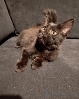 Photo №1. maine coon - à vendre en ville de Böbingen | 350€ | Annonce № 154591