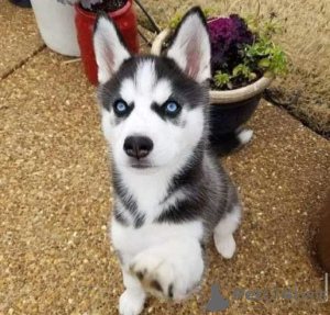 Photo №1. husky de sibérie - à vendre en ville de Гамбург | 150€ | Annonce №124483