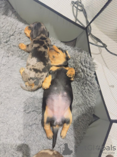 Photo №4. Je vais vendre teckel en ville de Bönningstedt. annonce privée - prix - 700€