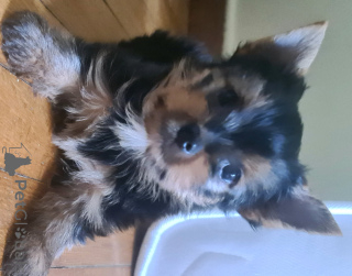 Photo №3. Yorkshire Terrier cherche une famille. Grèce