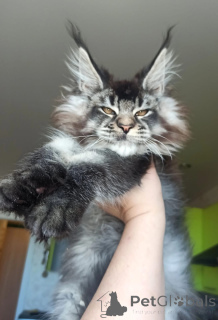 Photo №4. Je vais vendre maine coon en ville de Moskova. de la fourrière, éleveur - prix - 862€