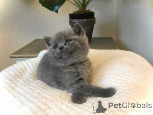 Photo №2 de l'annonce № 160269 de la vente british shorthair - acheter à Allemagne 