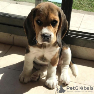 Photo №1. beagle - à vendre en ville de Гамбург | 650€ | Annonce №50278