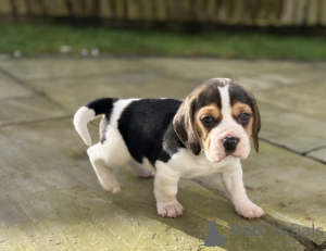 Photo №2 de l'annonce № 138374 de la vente  - acheter à Australie 