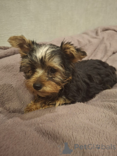 Photo №4. Je vais vendre biewer yorkshire terrier, yorkshire terrier en ville de Helsinki. annonce privée, de la fourrière, éleveur - prix - 700€