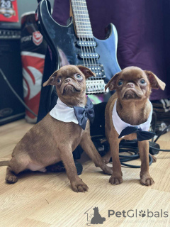 Photo №2 de l'annonce № 148226 de la vente griffon bruxellois - acheter à Serbie éleveur