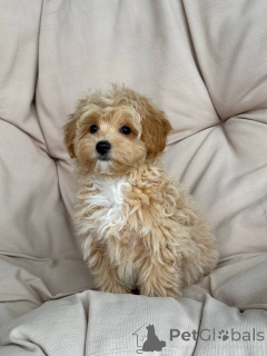 Photo №3. Ils sont charmants et très respectueux. Allemagne