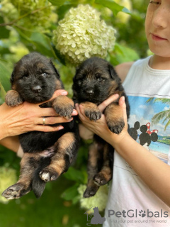 Photos supplémentaires: Beaux chiots GSD d'Europe à vendre