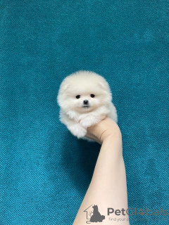 Photo №2 de l'annonce № 37401 de la vente spitz nain - acheter à Fédération de Russie éleveur