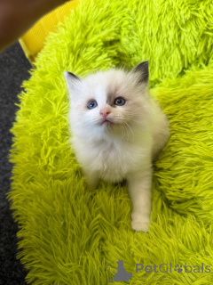 Photo №1. ragdoll - à vendre en ville de Denver | 244€ | Annonce № 152374