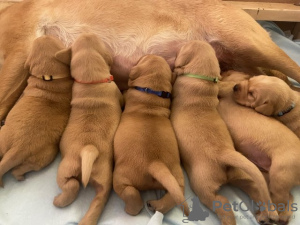 Photo №1. labrador retriever - à vendre en ville de Varsovie | 500€ | Annonce №54461