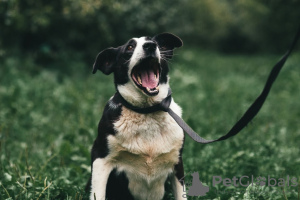 Photo №4. Je vais vendre chien bâtard en ville de Москва. de l'abri - prix - Gratuit