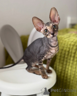 Photo №1. cornish rex - à vendre en ville de Région Hanovre | négocié | Annonce № 164282