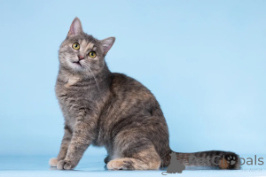 Photo №1.  - à vendre en ville de Khimki | Gratuit | Annonce № 164500