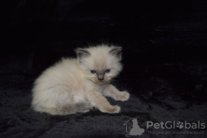 Photo №3. De jolis chatons Ragdoll disponibles pour les foyers aimants. Espagne