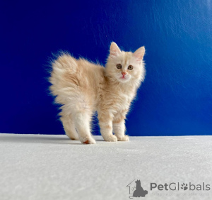 Photo №2 de l'annonce № 11665 de la vente bobtail des kouriles - acheter à Ukraine de la fourrière