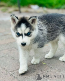 Photo №1. husky de sibérie - à vendre en ville de Paris | négocié | Annonce №62775