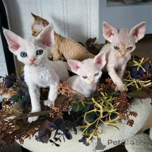 Photo №2 de l'annonce № 138918 de la vente devon rex - acheter à Allemagne annonce privée, éleveur