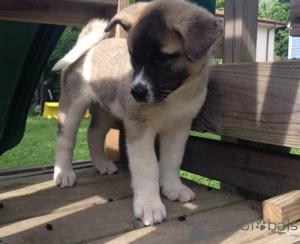 Photo №1. akita (chien) - à vendre en ville de Brême | 750€ | Annonce №160475