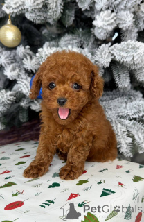 Photo №1. caniche (jouet) - à vendre en ville de Helsinki | 500€ | Annonce №164031