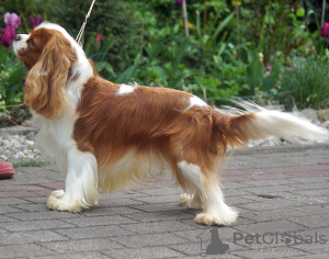 Photo №4. Je vais vendre cavalier king charles spaniel en ville de Łochowo. annonce privée - prix - 1800€