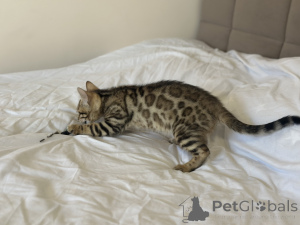 Photo №3. Garçon Savannah F2. La Grande-Bretagne