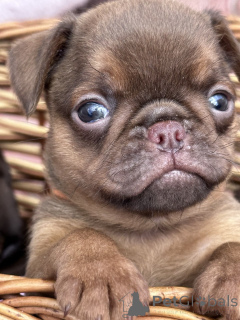 Photo №4. Je vais vendre chien à loutre en ville de Sivats.  - prix - négocié