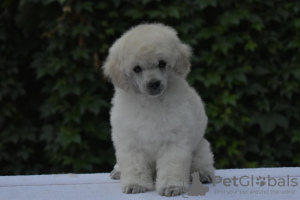 Photo №1. caniche (jouet) - à vendre en ville de Belgrade | négocié | Annonce №114040