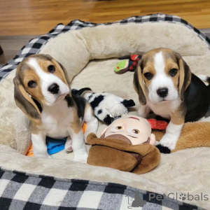 Photo №1. beagle - à vendre en ville de Murau | négocié | Annonce №169903