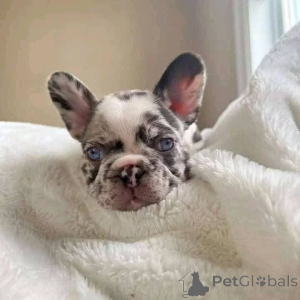 Photo №4. Je vais vendre  en ville de Aarschot.  - prix - Gratuit