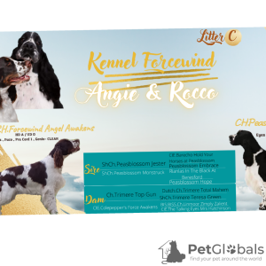 Photo №3. FCI Kennel Forcewind / Épagneul Springer Anglais /. Bulgarie