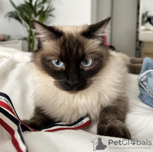 Photo №4. Je vais vendre ragdoll en ville de Гамбург. annonce privée - prix - 400€