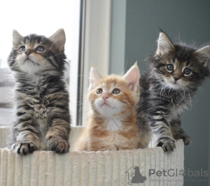 Photo №1. maine coon - à vendre en ville de Антверпен | Gratuit | Annonce № 122577