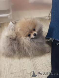 Photo №3. Adorable Poméranien. Belgique