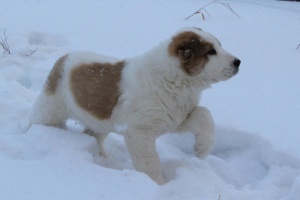 Photos supplémentaires: Vente chiots SAO