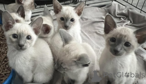 Photo №1. siamois - à vendre en ville de Coopio | négocié | Annonce № 162063