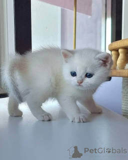 Photo №4. Je vais vendre  en ville de Californie.  - prix - négocié