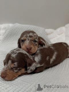 Photo №1. teckel - à vendre en ville de Helsinki | 750€ | Annonce №163151