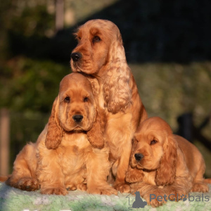Photo №1. cocker spaniel anglais - à vendre en ville de Münster | négocié | Annonce №154050