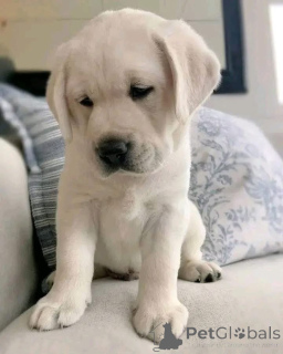 Photo №1.  - à vendre en ville de Amstetten | négocié | Annonce №162434