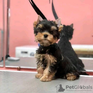 Photo №2 de l'annonce № 67536 de la vente yorkshire terrier - acheter à USA 