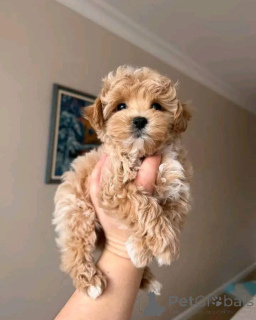 Photo №1. maltipu - à vendre en ville de Hannover | négocié | Annonce №167145