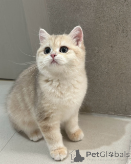 Photo №1. british shorthair - à vendre en ville de Halle (Saale) | négocié | Annonce № 175094
